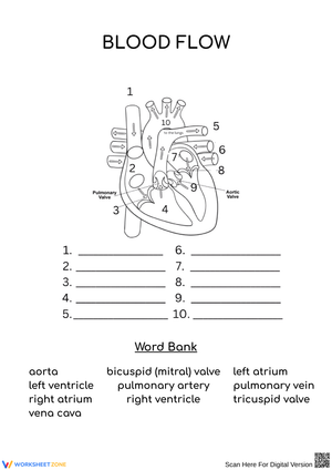 Understanding Blood Flow in the Heart
