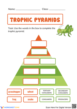Trophic Pyramids Worksheet