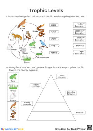 Trophic Levels: Food Web to Energy Pyramid