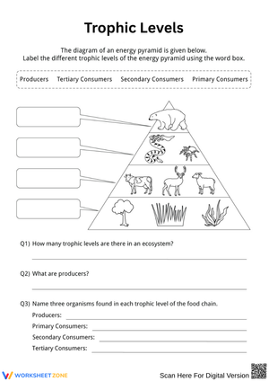 Trophic Levels: Energy Pyramid Labeling Worksheet