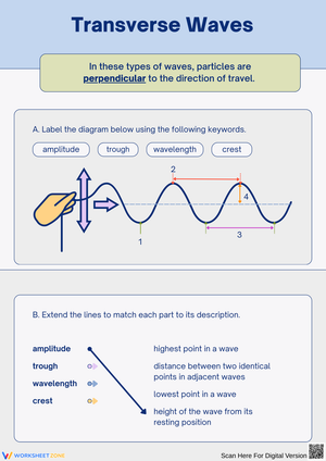 Understanding Transverse Waves: Label and Match Activities