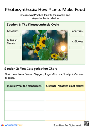 Understanding Photosynthesis: The Miracle of Plant Life