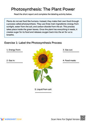 Exploring Photosynthesis: Fun Activities for Young Learners