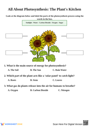 Exploring Photosynthesis: Understanding Plant Energy