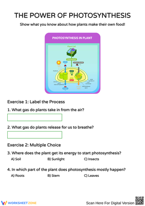 Understanding Photosynthesis Through Interactive Activities