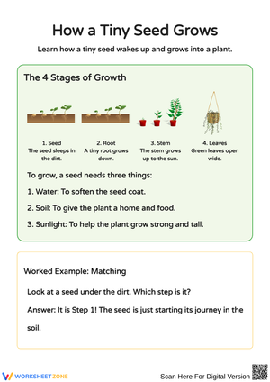 Understanding Plant Growth: From Seed to Leaf