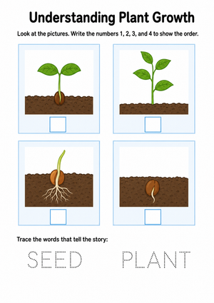 Printable Plant Growth Worksheet | Kindergarten Science