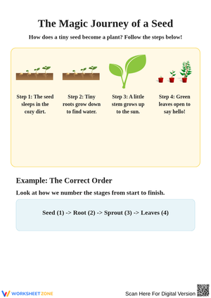 The Magic Journey of a Seed: Exploring Plant Growth