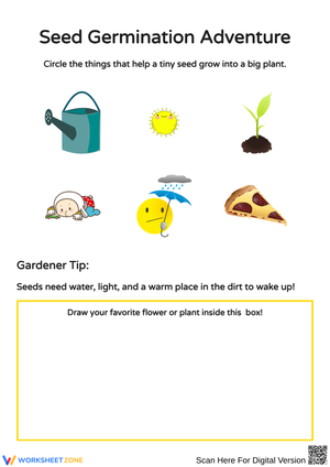 Seed Growth and Germination Activities