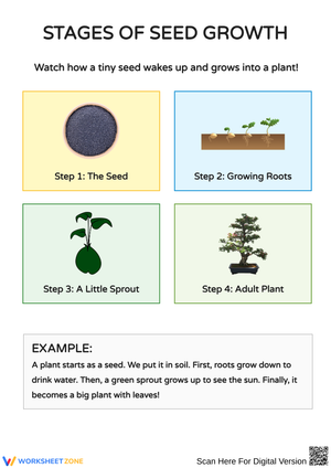 Understanding Seed Growth Stages and Planting Essentials