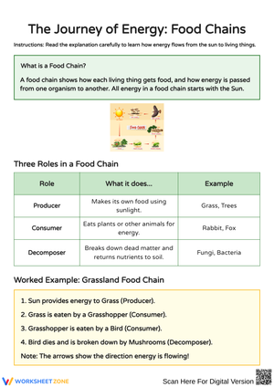 Understanding Food Chains: Energy Flow in Nature