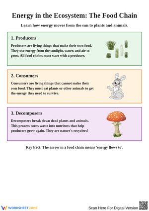 Understanding the Food Chain in Ecosystems