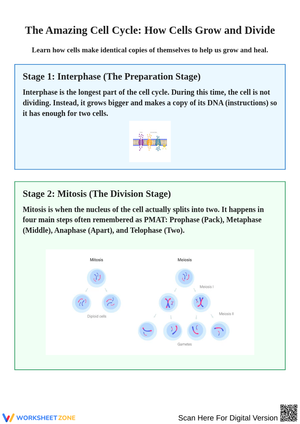 The Amazing Cell Cycle: Understanding Cell Division