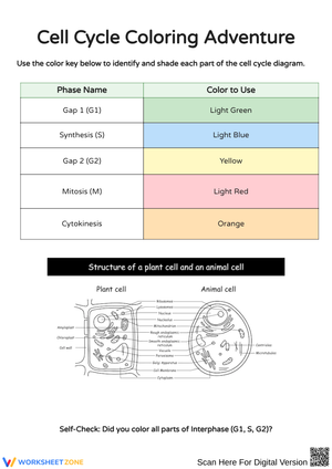 Explore the Cell Cycle with Color and Logic