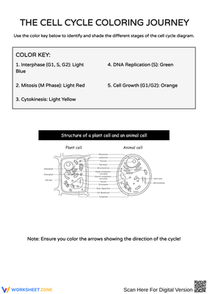 Exploring the Cell Cycle: Coloring and Mitosis Activities