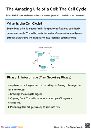 Understanding the Cell Cycle: Growth and Division Activities