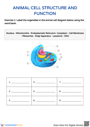 Explore Animal Cell Structure and Function