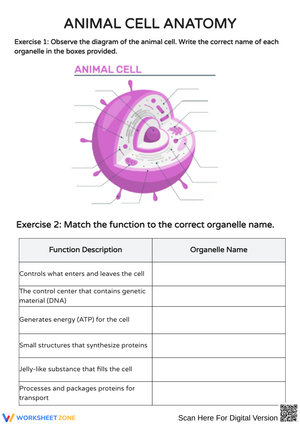 Exploring Animal Cell Anatomy and Function