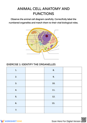 Exploring Animal Cell Anatomy and Functions