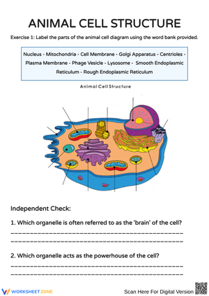 Exploring Animal Cell Structure and Functions