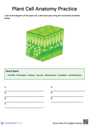 Plant Cell Structure and Function Worksheets