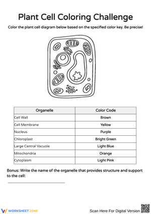 Plant Cell Coloring and Function Worksheet