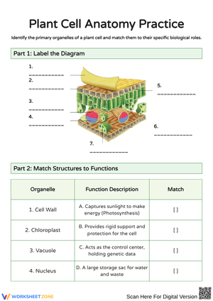Plant Cell Anatomy Exploration and Matching Activity