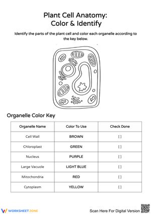 Explore Plant Cell Anatomy: Color and Identify Organelles