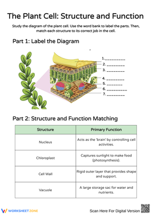 Exploring Plant Cell Structure and Function