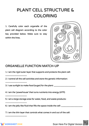 Exploring Plant Cell Structure Through Coloring