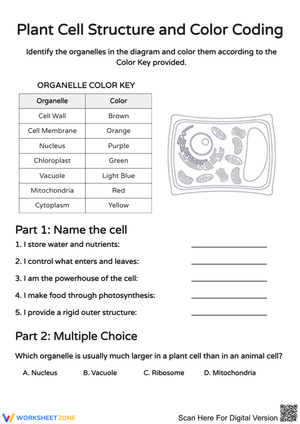 Explore Plant Cell Structure with Color Coding