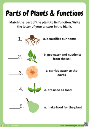 Parts of Plants and Their Functions Activity