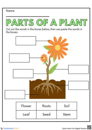 Understanding Parts of a Plant