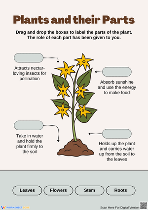Identifying Parts of a Plant Worksheet
