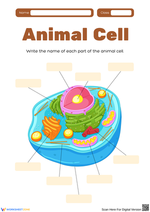 Exploring the Parts of an Animal Cell