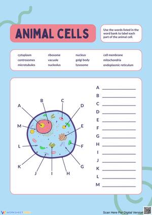 Label the Parts of an Animal Cell