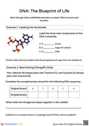 Exploring DNA: Structure and Function Activities