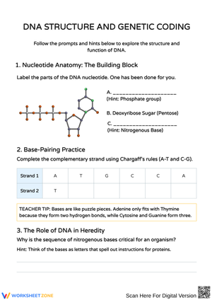 Understanding DNA Structure and Function Activities