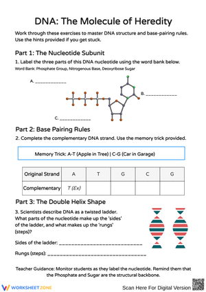 DNA: The Molecule of Heredity Worksheet