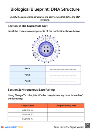 Biological Blueprint: DNA Structure Worksheet