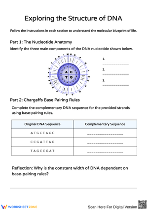 Exploring the Structure of DNA: Nucleotides and Helix