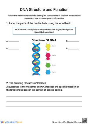 Understanding DNA Structure and Function