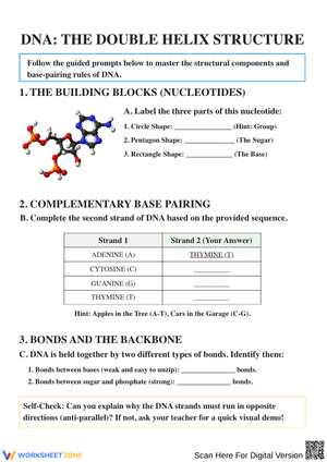 DNA: The Double Helix Structure Worksheet