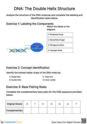 Explore DNA: Understanding the Double Helix Structure