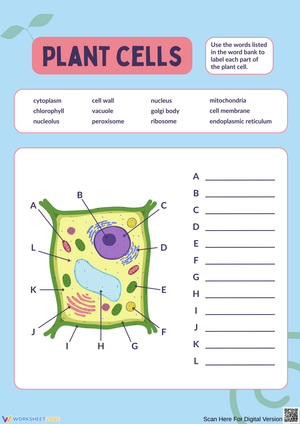 Label the Parts of a Plant Cell