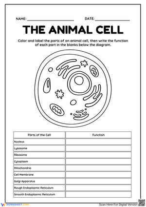 Exploring the Parts of an Animal Cell