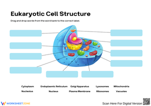 Explore Eukaryotic Cell Structure with Engaging Activities