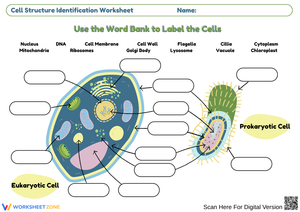 Cell Structure Identification Worksheet
