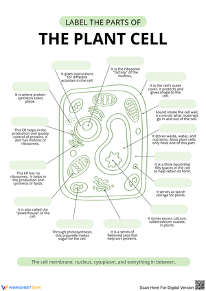 Label the Parts of the Plant Cell