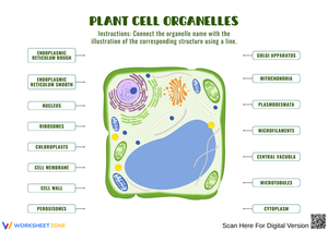 Explore Plant Cell Organelles With Fun Activities